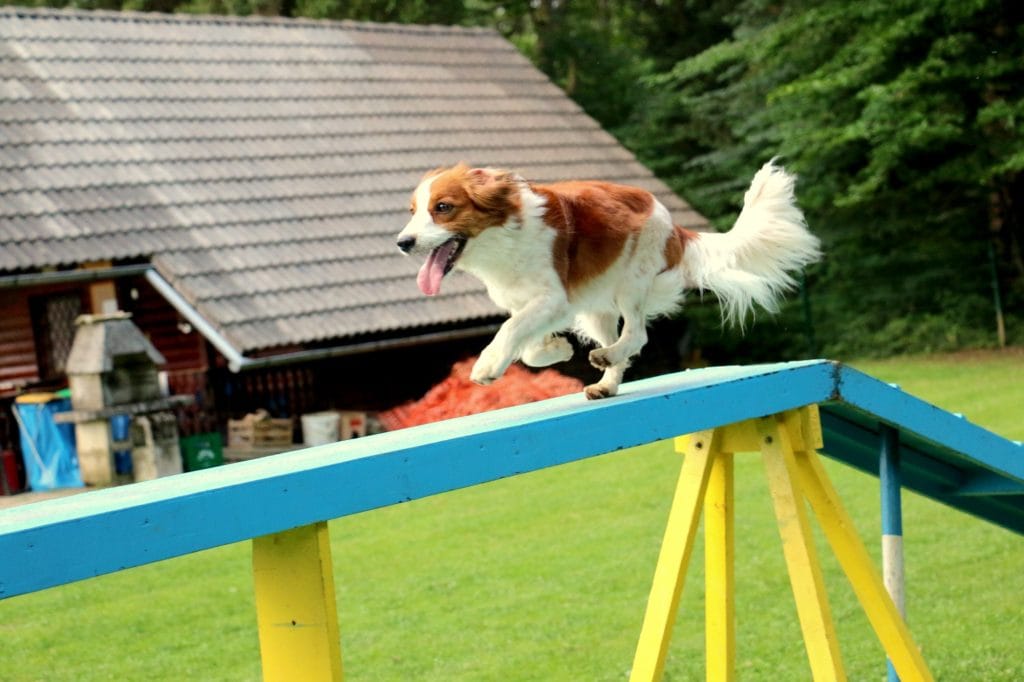 Pes teče po agility brvi pred brunarico